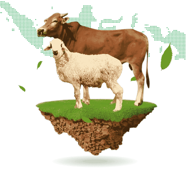 Ilustrasi qurban untuk Idul Adha
